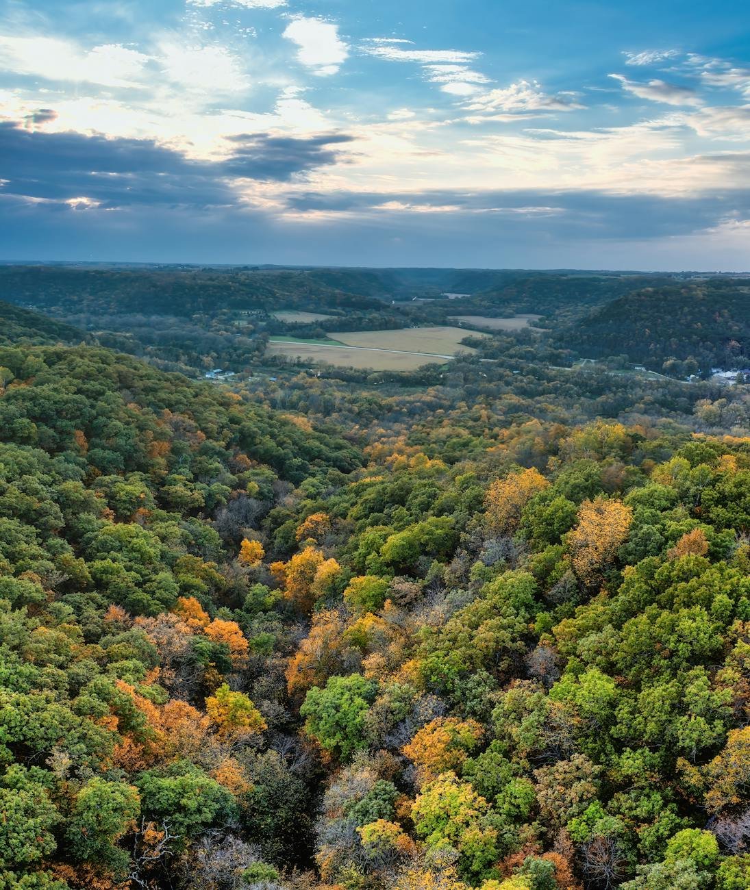 aerial footage of trees