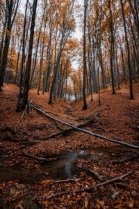 fallen trees on forest