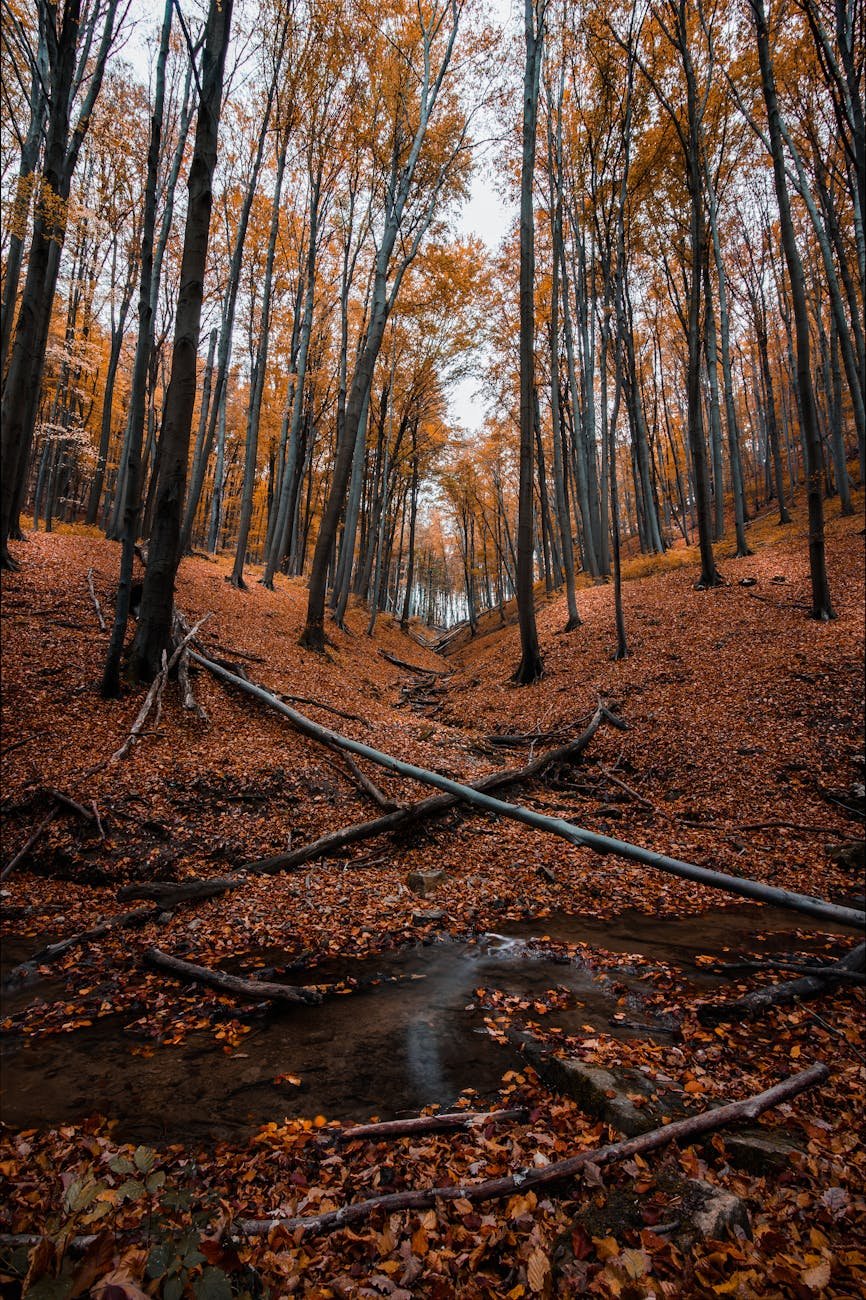 fallen trees on forest